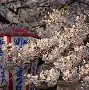 kaiyun-包含冈圠篩磿>1!憁l???駂X撻葎mL5(耉藀)顅3y帒鞆B?}?的词条